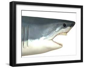 Great White Shark-Stocktrek Images-Framed Art Print