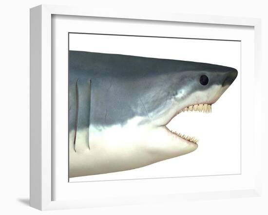 Great White Shark-Stocktrek Images-Framed Art Print