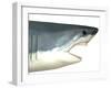 Great White Shark-Stocktrek Images-Framed Art Print