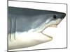 Great White Shark-Stocktrek Images-Mounted Art Print