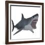 Great White Shark-Stocktrek Images-Framed Art Print