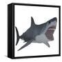 Great White Shark-Stocktrek Images-Framed Stretched Canvas