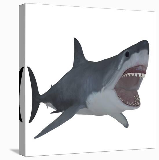 Great White Shark-Stocktrek Images-Stretched Canvas