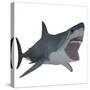 Great White Shark-Stocktrek Images-Stretched Canvas