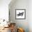 Great White Shark-Stocktrek Images-Framed Art Print displayed on a wall