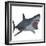 Great White Shark-Stocktrek Images-Framed Art Print