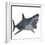 Great White Shark-Stocktrek Images-Framed Art Print