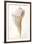 Great White Shell-Glen and Gayle Wans-Framed Giclee Print