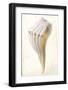 Great White Shell-Glen and Gayle Wans-Framed Giclee Print