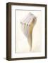 Great White Shell-Glen and Gayle Wans-Framed Giclee Print