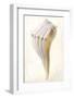 Great White Shell-Glen and Gayle Wans-Framed Giclee Print