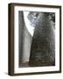 Great Zimbabwe, UNESCO World Heritage Site, Zimbabwe, Africa-null-Framed Photographic Print