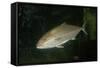 Greater Amberjack-null-Framed Stretched Canvas