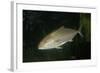 Greater Amberjack-null-Framed Photographic Print