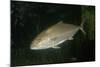 Greater Amberjack-null-Mounted Photographic Print