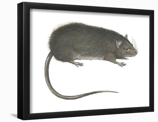 Greater Bandicoot Rat (Bandicota Indica), Mammals-Encyclopaedia Britannica-Framed Poster