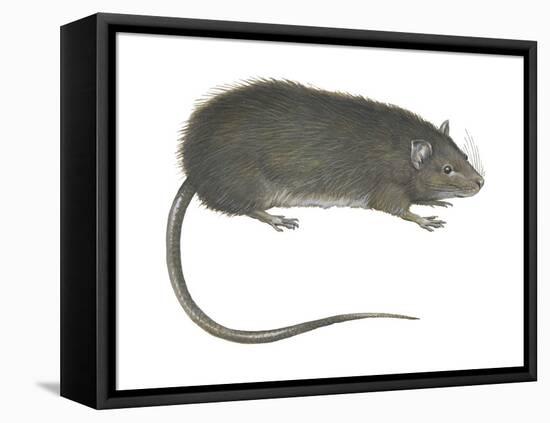 Greater Bandicoot Rat (Bandicota Indica), Mammals-Encyclopaedia Britannica-Framed Stretched Canvas