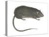 Greater Bandicoot Rat (Bandicota Indica), Mammals-Encyclopaedia Britannica-Stretched Canvas