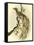 Greater Bird I-Catherine Kohnke-Framed Stretched Canvas