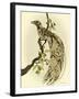 Greater Bird I-Catherine Kohnke-Framed Art Print