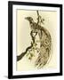 Greater Bird I-Catherine Kohnke-Framed Art Print