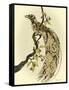 Greater Bird I-Catherine Kohnke-Framed Stretched Canvas