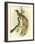 Greater Bird I-Catherine Kohnke-Framed Art Print