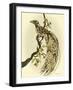 Greater Bird I-Catherine Kohnke-Framed Art Print