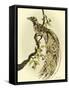 Greater Bird I-Catherine Kohnke-Framed Stretched Canvas