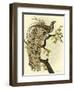 Greater Bird II-Catherine Kohnke-Framed Art Print