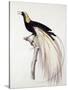 Greater Bird of Paradise, Male-Jacques Barraband-Stretched Canvas