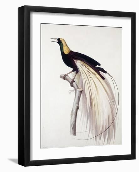 Greater Bird of Paradise, Male-Jacques Barraband-Framed Giclee Print