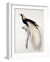 Greater Bird of Paradise, Male-Jacques Barraband-Framed Giclee Print