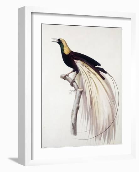 Greater Bird of Paradise, Male-Jacques Barraband-Framed Giclee Print