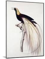 Greater Bird of Paradise, Male-Jacques Barraband-Mounted Giclee Print