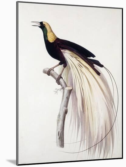 Greater Bird of Paradise, Male-Jacques Barraband-Mounted Giclee Print