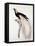 Greater Bird of Paradise, Male-Jacques Barraband-Framed Stretched Canvas