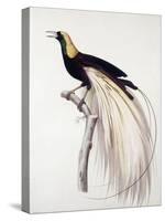 Greater Bird of Paradise, Male-Jacques Barraband-Stretched Canvas