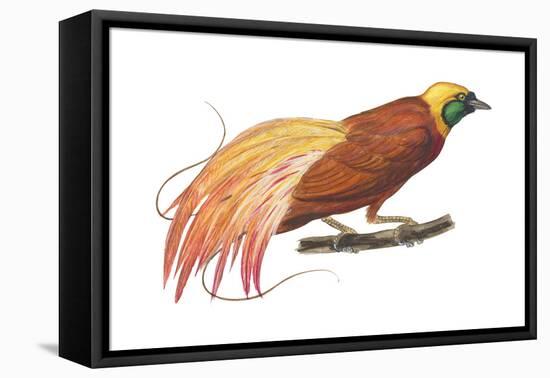 Greater Bird-Of-Paradise (Paradisaea Apoda), Birds-Encyclopaedia Britannica-Framed Stretched Canvas