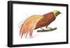 Greater Bird-Of-Paradise (Paradisaea Apoda), Birds-Encyclopaedia Britannica-Framed Poster