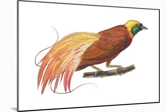 Greater Bird-Of-Paradise (Paradisaea Apoda), Birds-Encyclopaedia Britannica-Mounted Poster