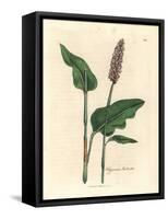 Greater Bistort, Polygonum Bistorta-James Sowerby-Framed Stretched Canvas