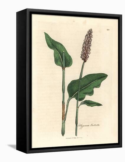 Greater Bistort, Polygonum Bistorta-James Sowerby-Framed Stretched Canvas