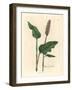 Greater Bistort, Polygonum Bistorta-James Sowerby-Framed Giclee Print