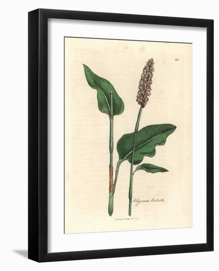 Greater Bistort, Polygonum Bistorta-James Sowerby-Framed Giclee Print