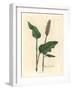 Greater Bistort, Polygonum Bistorta-James Sowerby-Framed Giclee Print