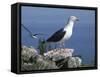 Greater Black Back Gull-CM Dixon-Framed Stretched Canvas