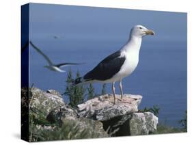 Greater Black Back Gull-CM Dixon-Stretched Canvas
