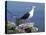 Greater Black Back Gull-CM Dixon-Stretched Canvas