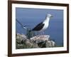 Greater Black Back Gull-CM Dixon-Framed Photographic Print